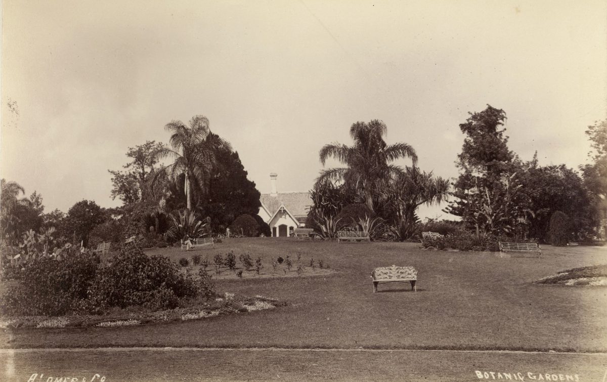 Curator's cottage in the Botanic Gardens, Brisbane, 1884