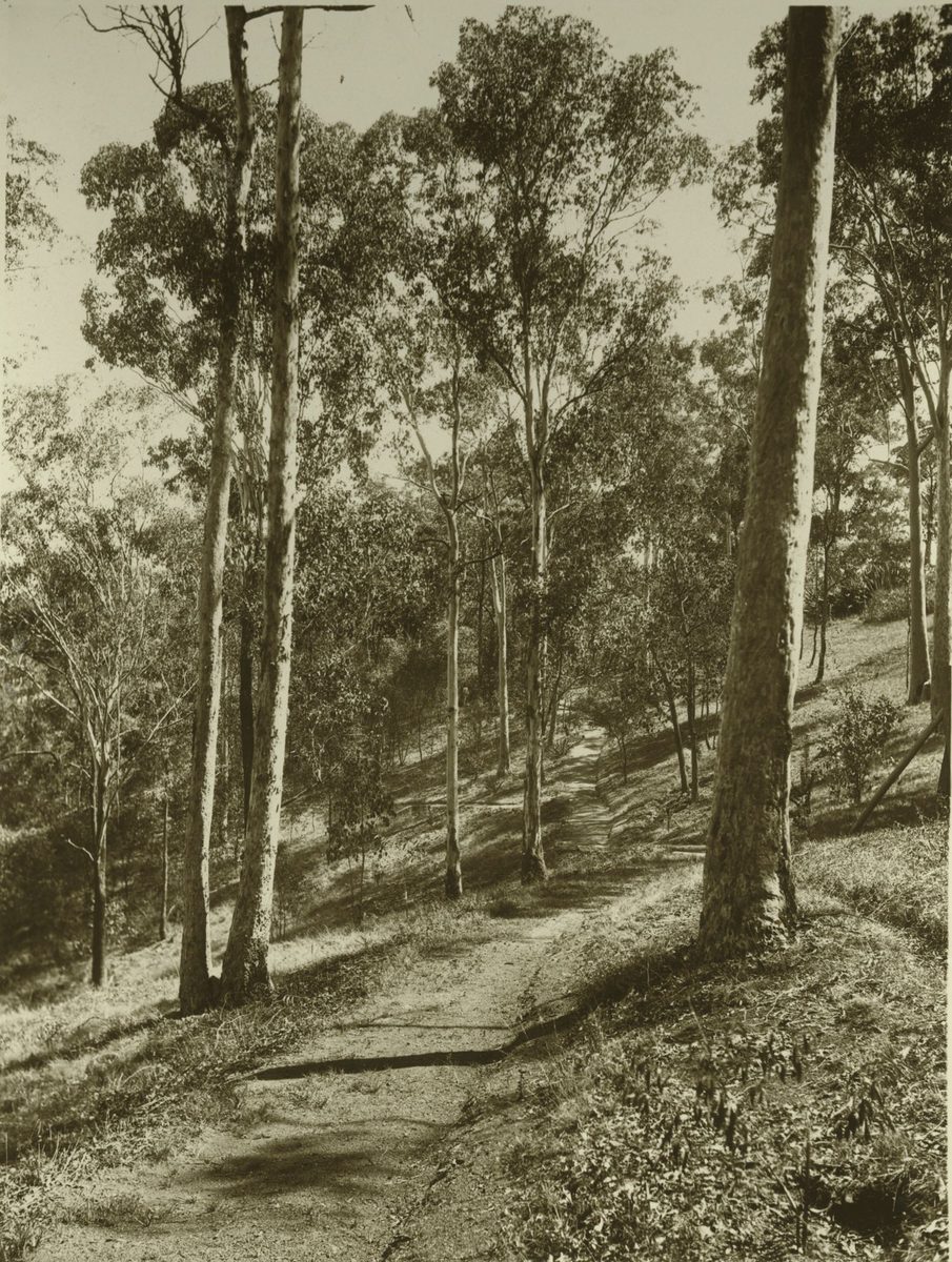 Walking track through the trees in the grounds of Government House, Brisbane, 1932