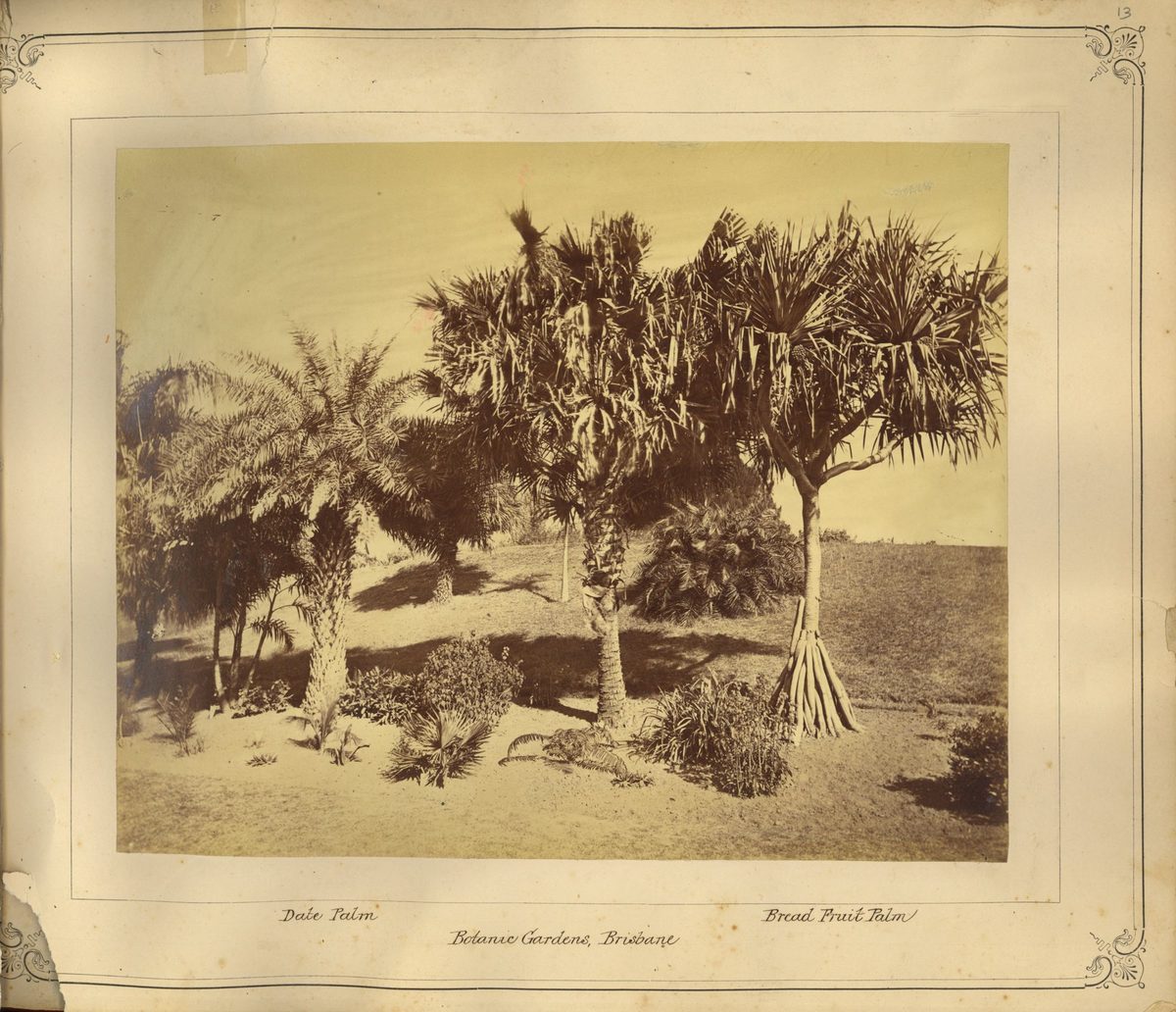 Several striking palms featured in the Botanic Gardens, Brisbane, 1876