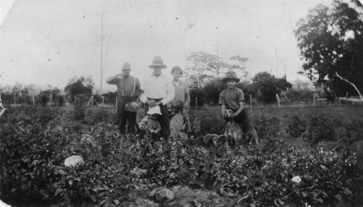 Picking peas on William Woodward's farm, Dayboro, 1922
