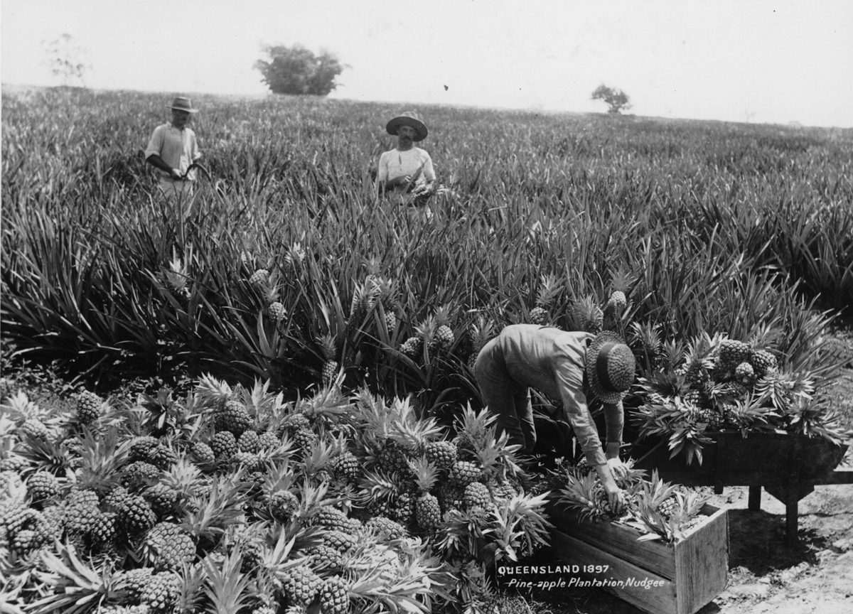Nudgee pineapple plantation