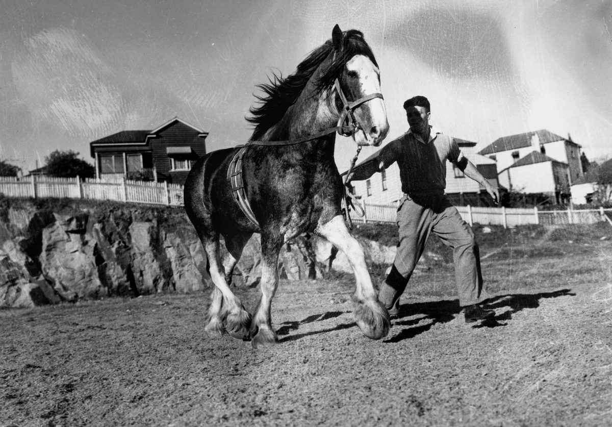 Draughthorse with his trainer in the park, Brisbane, 1938
