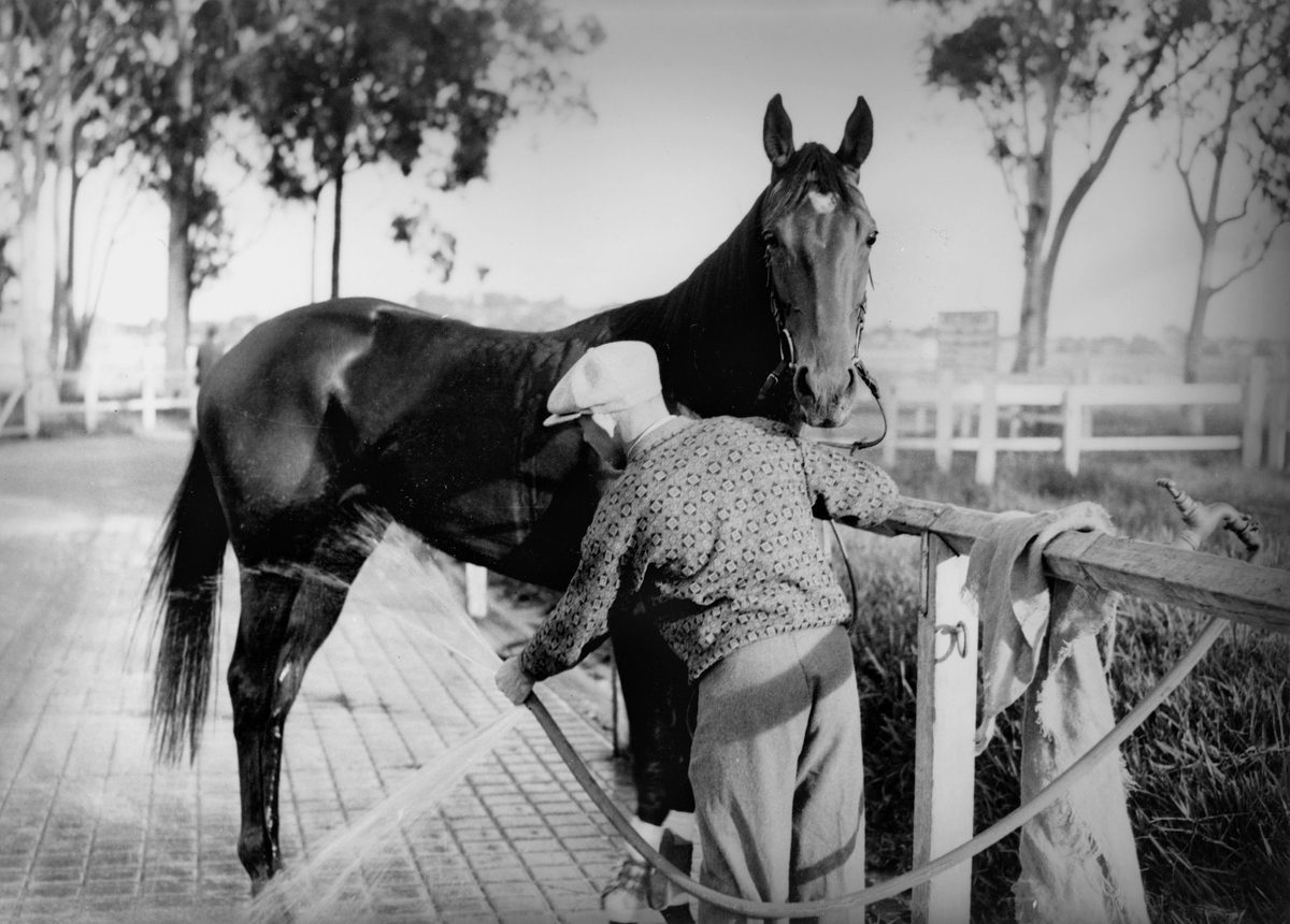 Horse being hosed down by the strapper at Eagle Farm, Brisbane, 1940