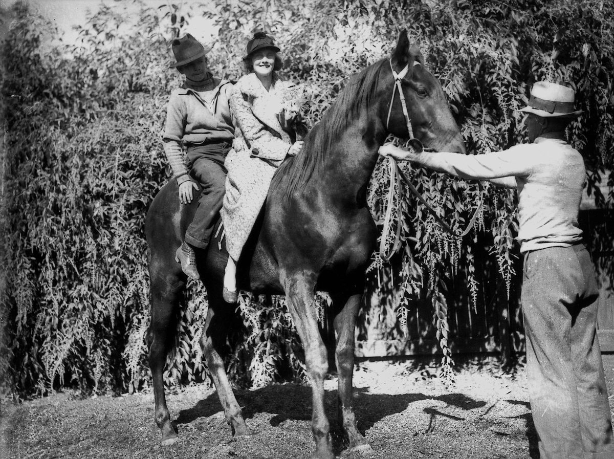Yearling horse at the Hennessy Stables, Brisbane, June 1936
