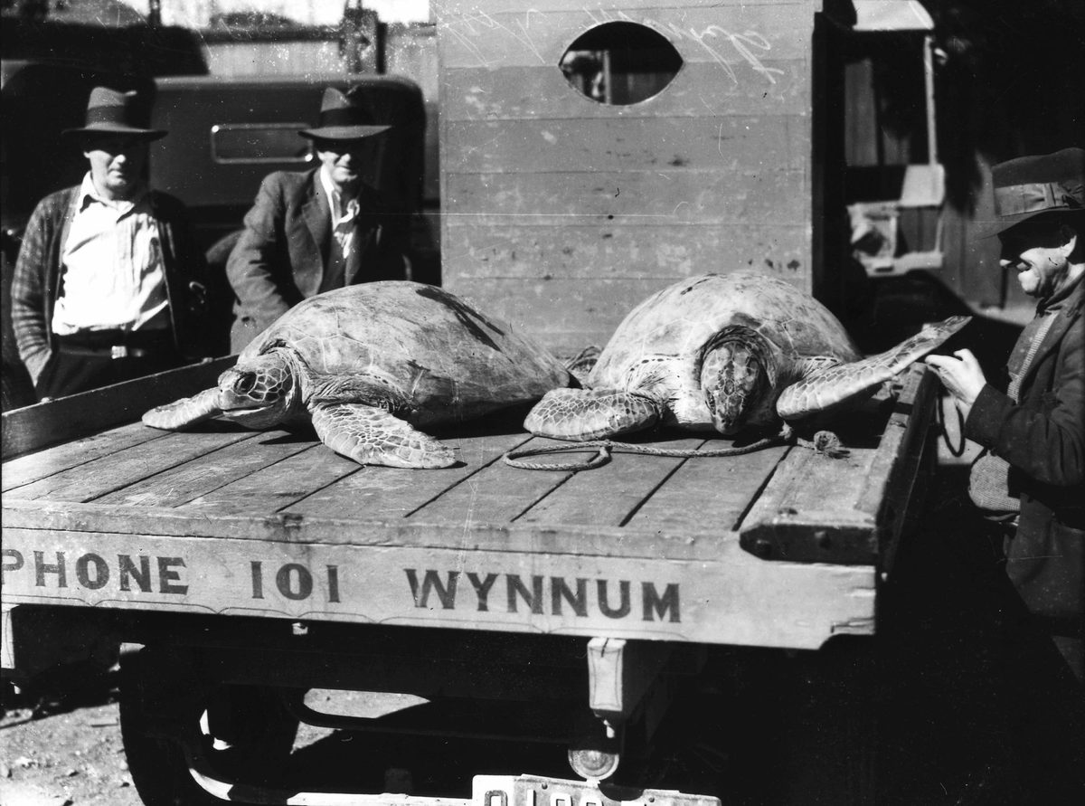 Sea turtles on the back of a truck, 1934