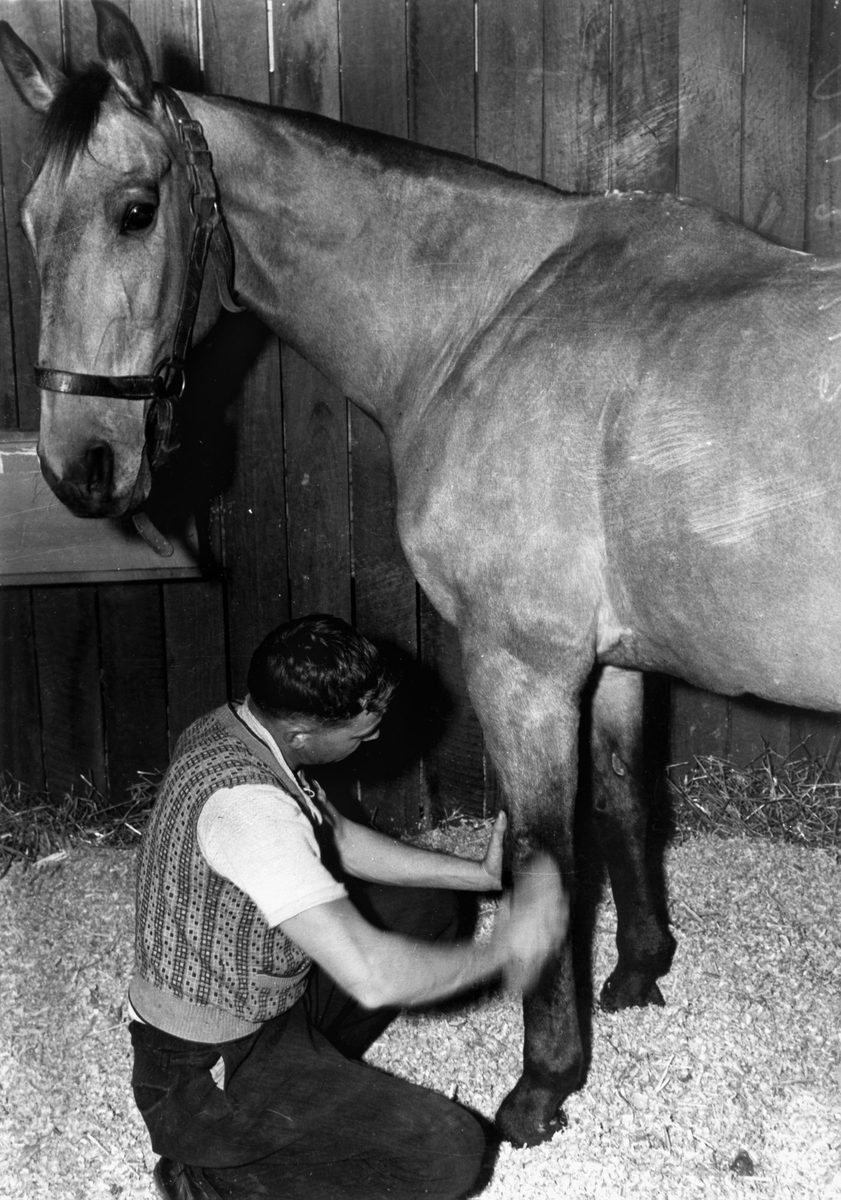 Strapper preparing a horse for a race, Brisbane, 1938