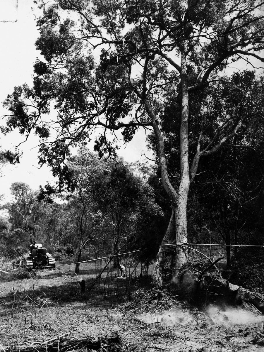Land clearing of Belmont bushland in 1950