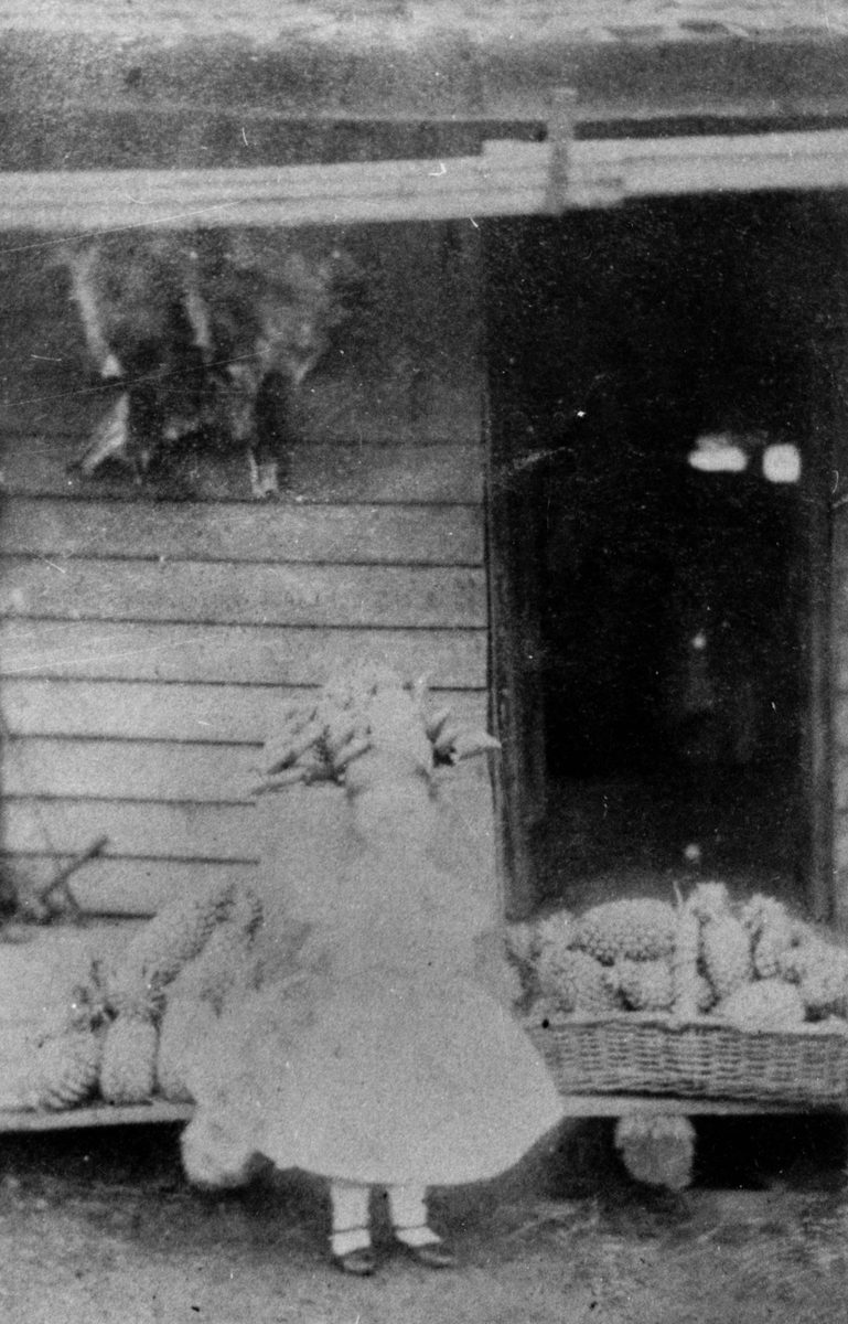 John Nicholson's daughter with part of their pineapple crop at Grovely, Brisbane, Queensland, 1864