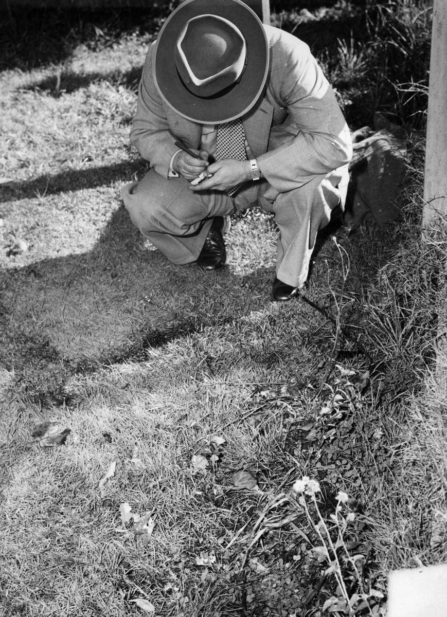 Looking for clues at the murder scene of Betty Shanks, Brisbane, 1952