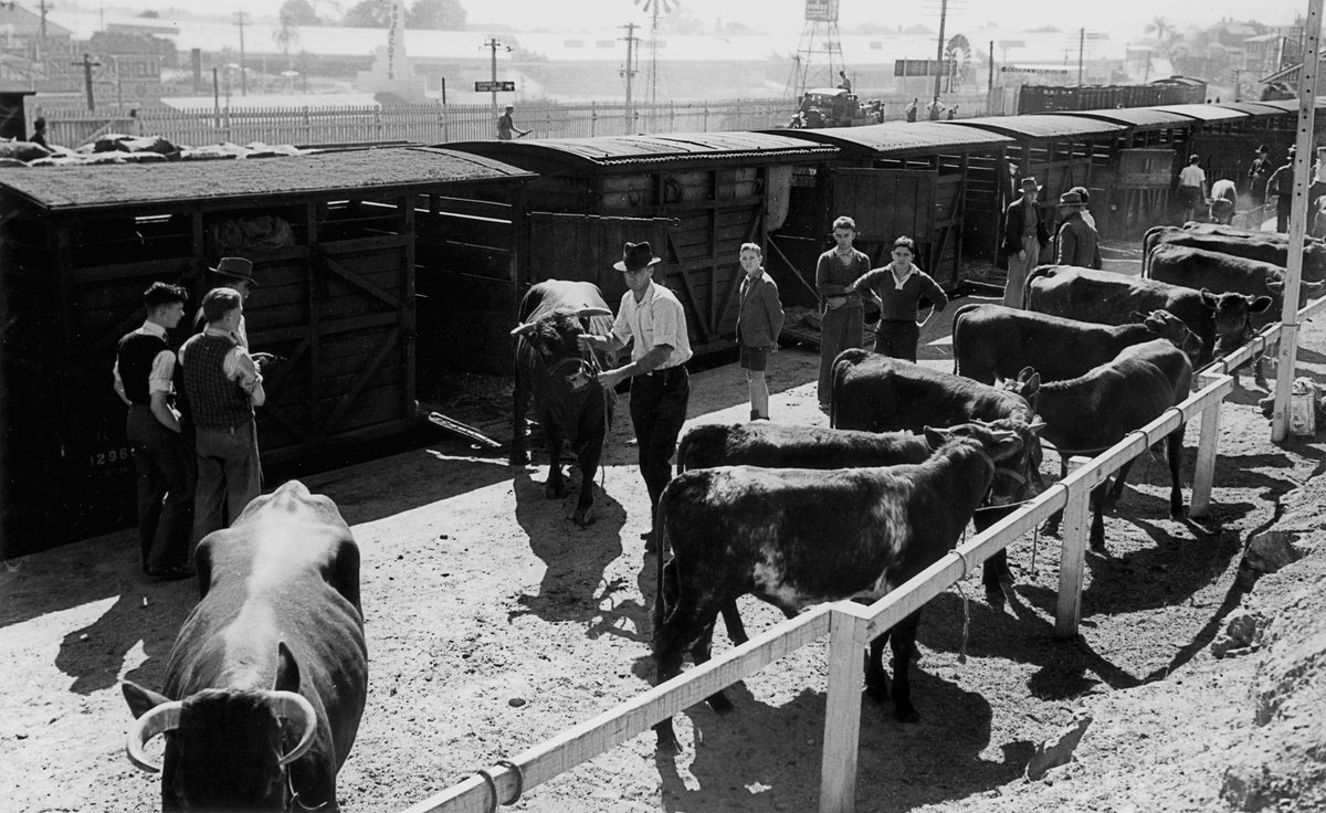 Cattle being unloaded from railway carriages for the RNA Exhibition, Brisbane, 1940
