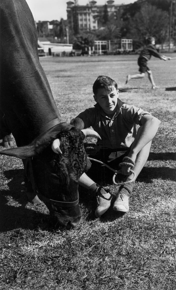 Taking a rest before the cattle judging at the RNA Show, Brisbane, 1940