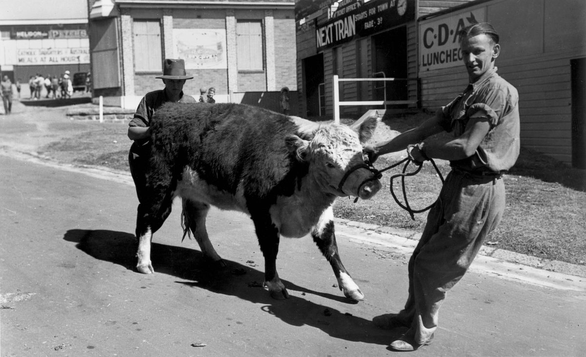 Stubborn young Hereford being unwillingly lead by his attendant, RNA Show, Brisbane, 1940