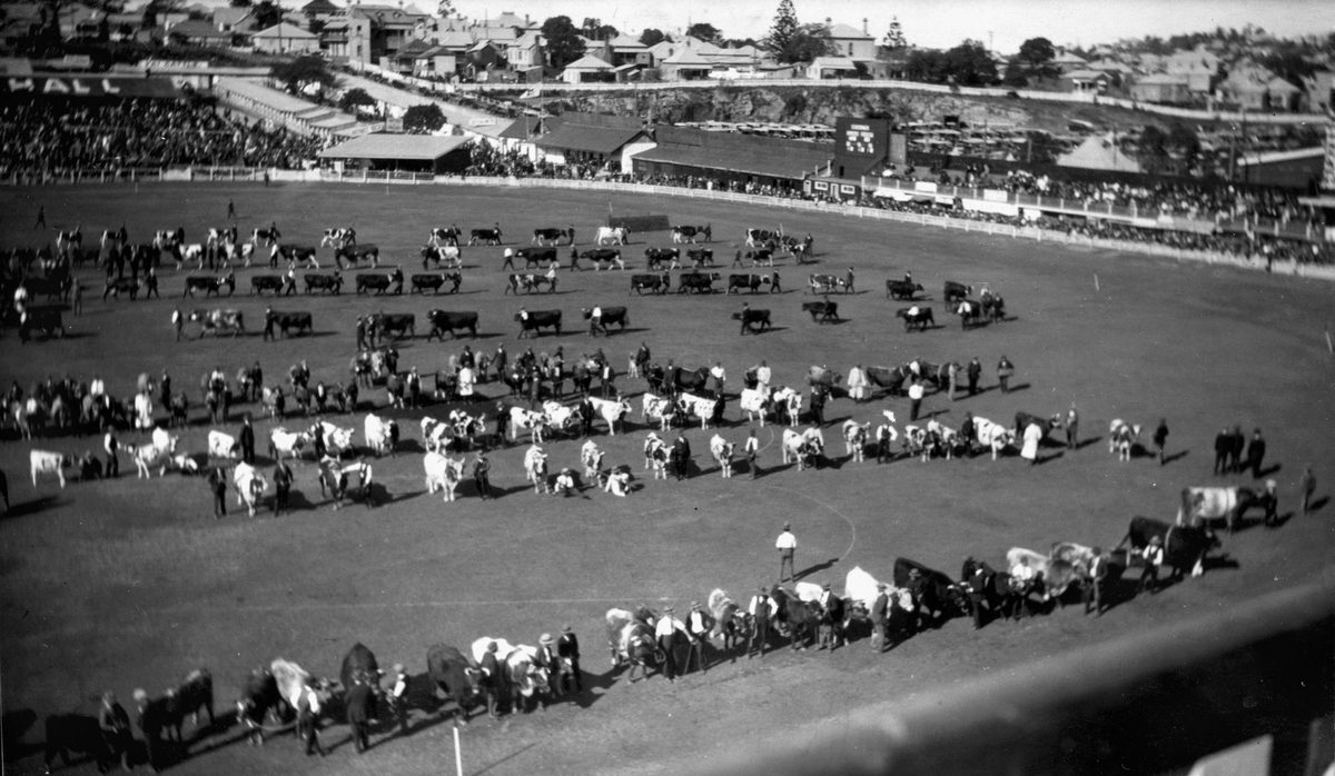 Cattle fill the parade ring at the Exhibition Ground, Brisbane, 1941