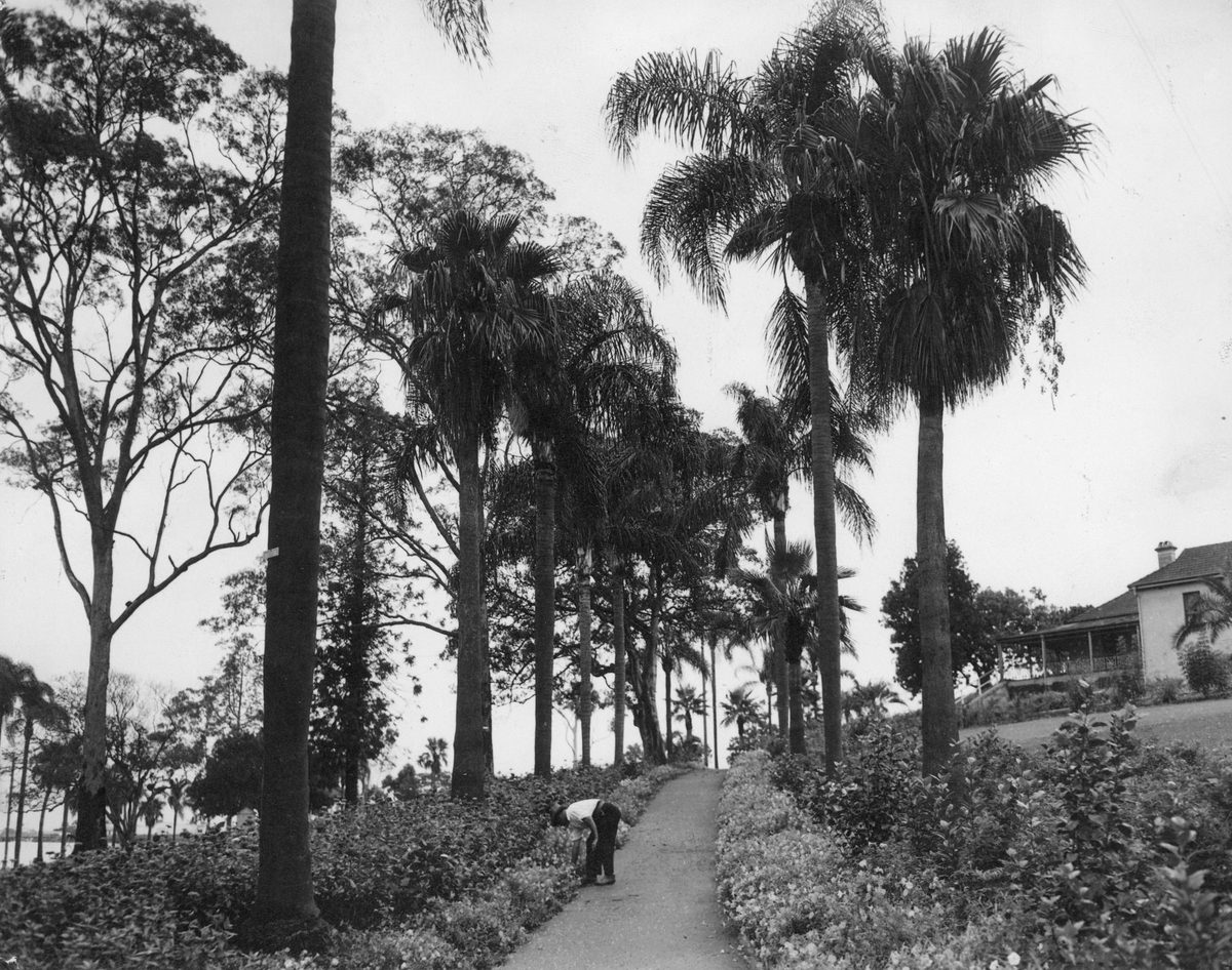 Gardens of Newstead House by the Brisbane River, 1949