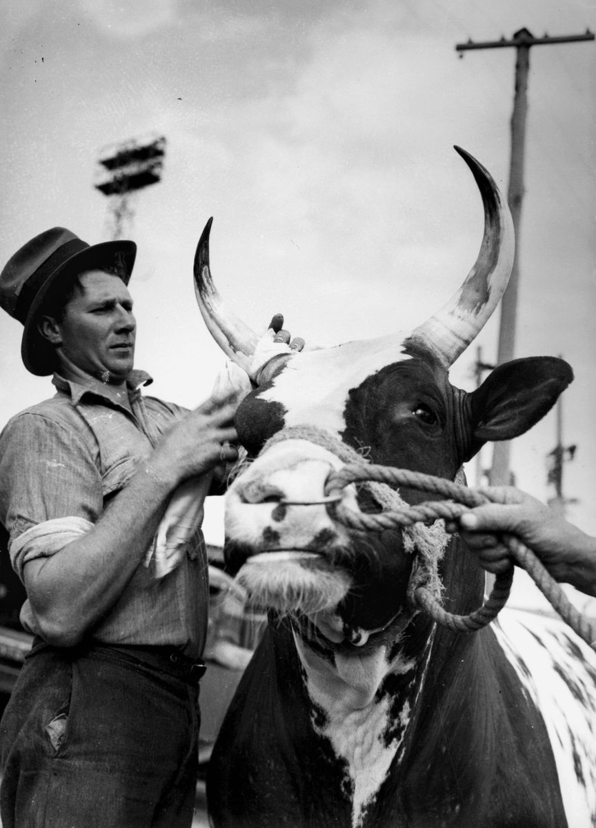 Last minute attention for a cow before judging at the RNA Show, Brisbane, 1940