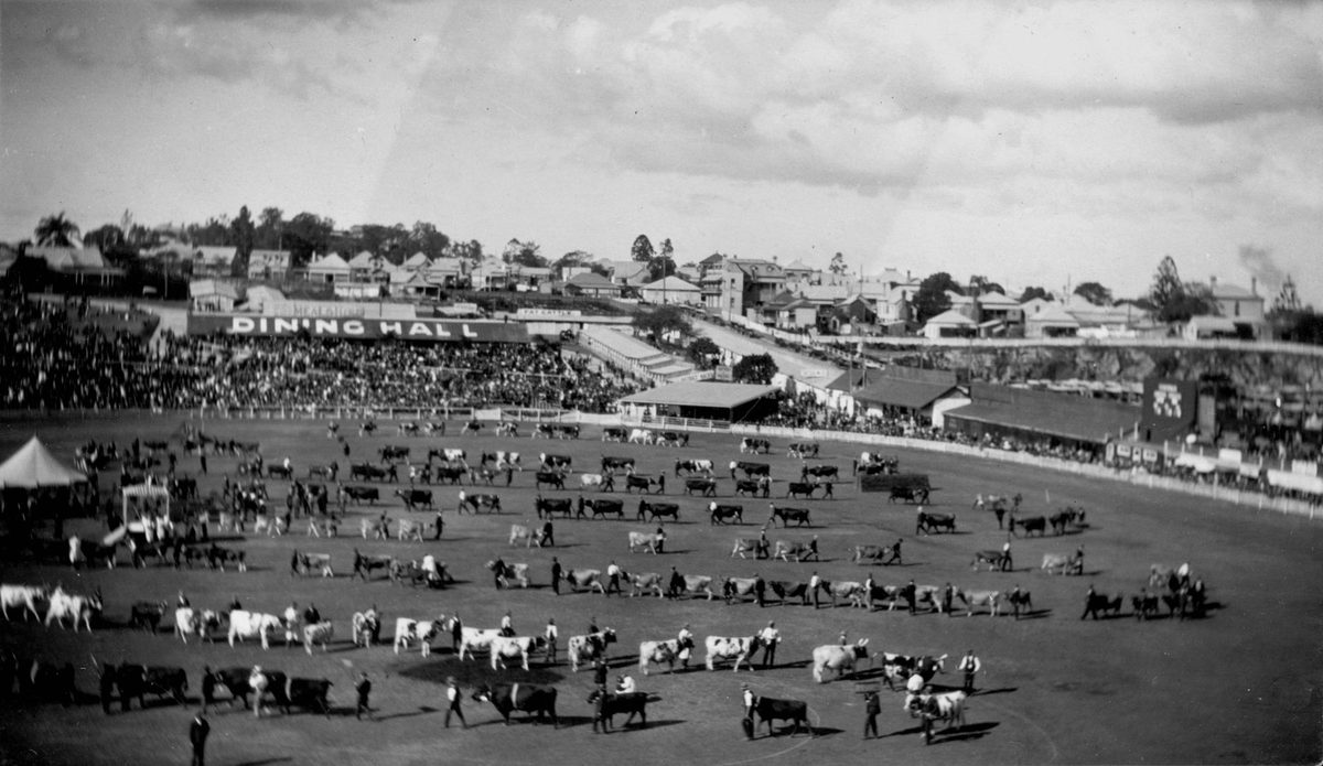 Cattle parading in the show ring in front of a large crowd at the Exhibition Ground, Brisbane, 1914
