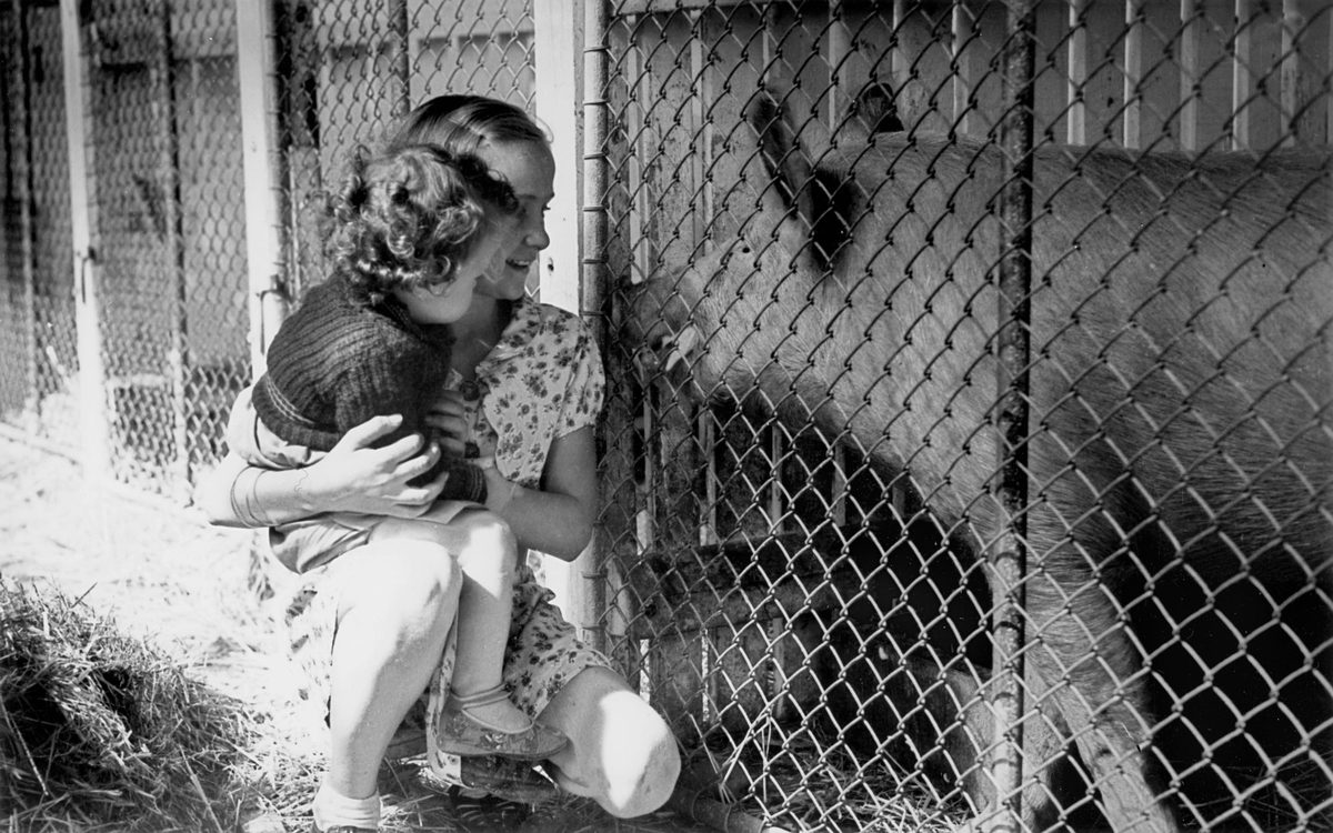 Young girl and toddler inspecting a pig in his enclosure, RNA Show, Brisbane, 1940