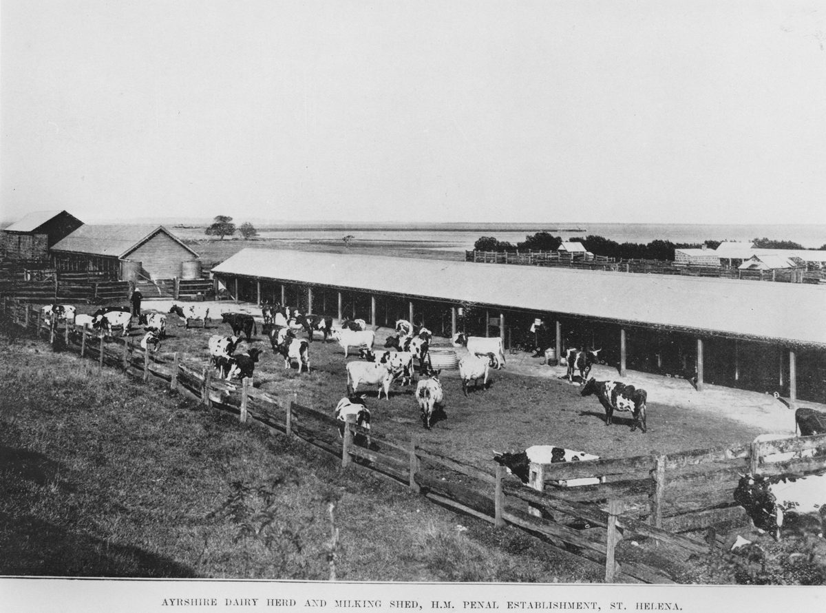 Ayrshire dairy herd and milking shed on St Helena Island, 1910