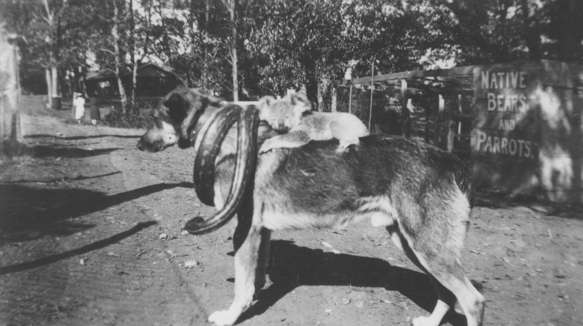 Snake and koala riding a dog at Lone Pine Koala Sanctuary, Brisbane, 1938