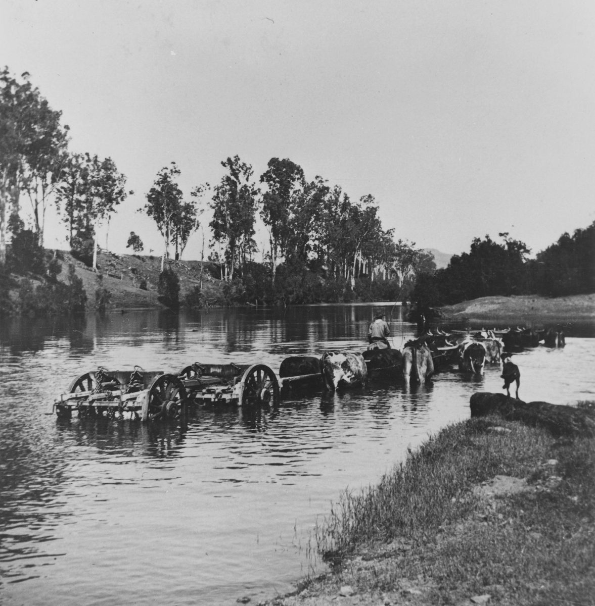 Bullock team crossing the Brisbane River, Fernvale, 1914