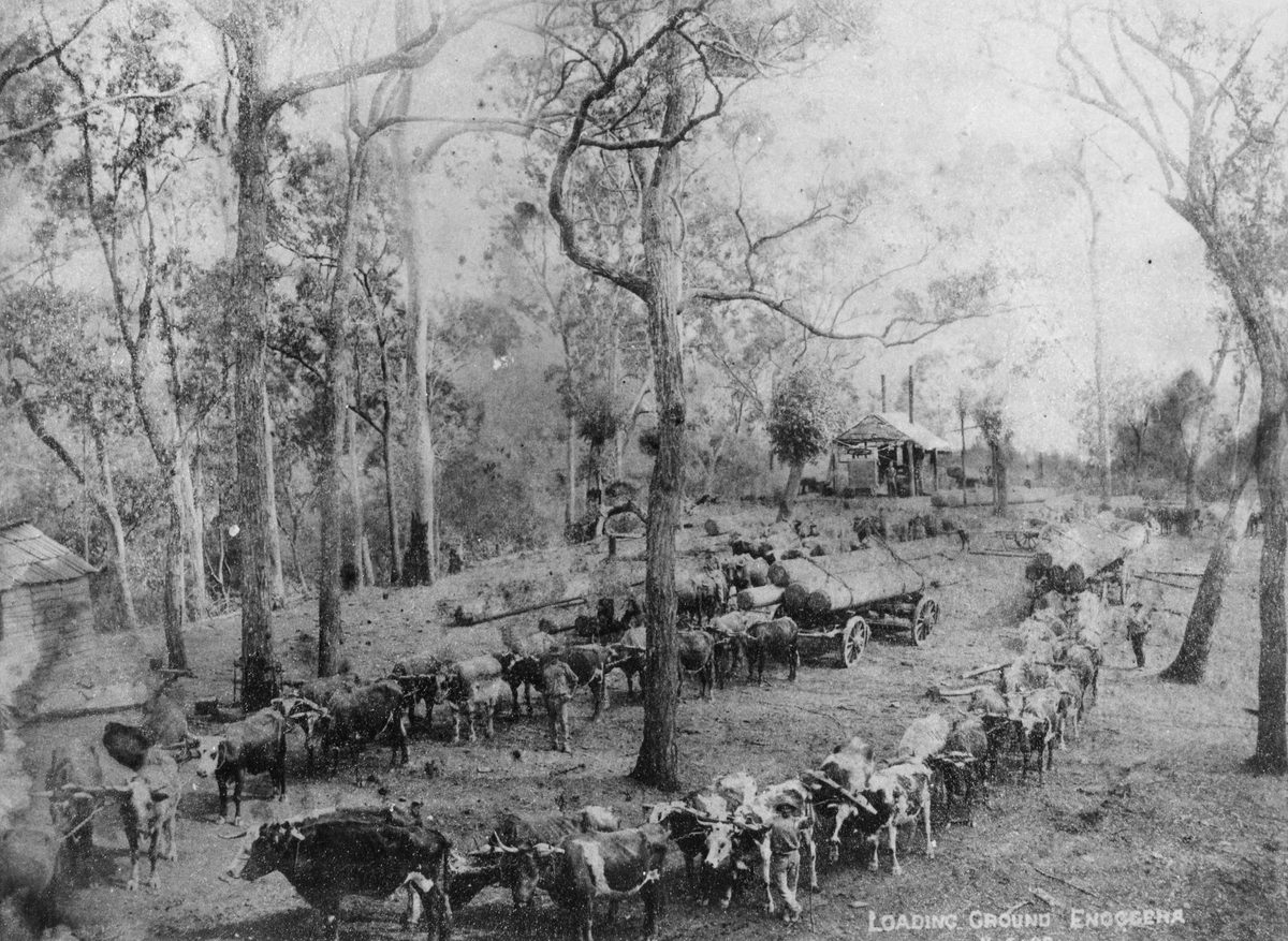 Bullock teams at the loading ground, Enoggera, 1899