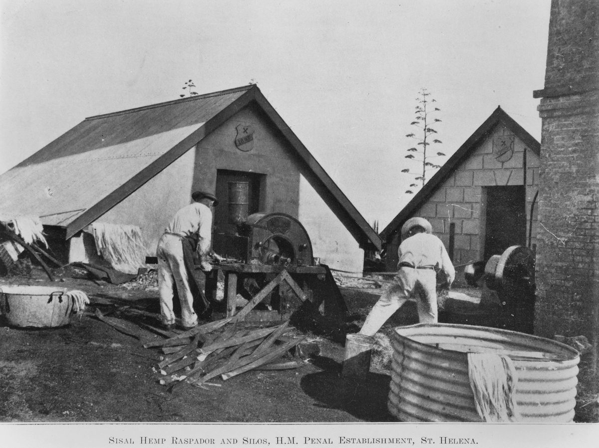 Prisoners working on flax at the old sugar mill site on St. Helena Island, 1912
