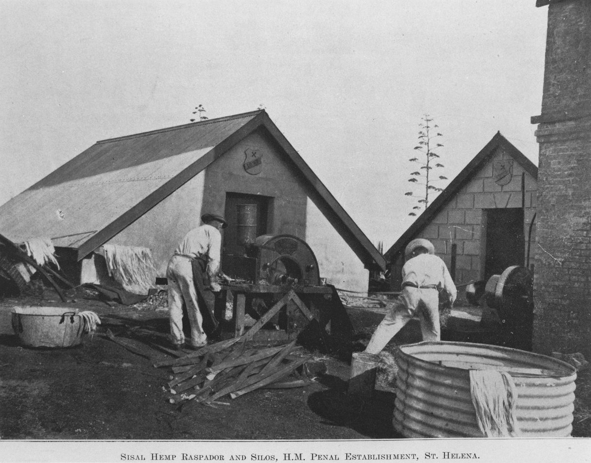 Prisoners using a sisal hemp raspador on St. Helena Island, 1911