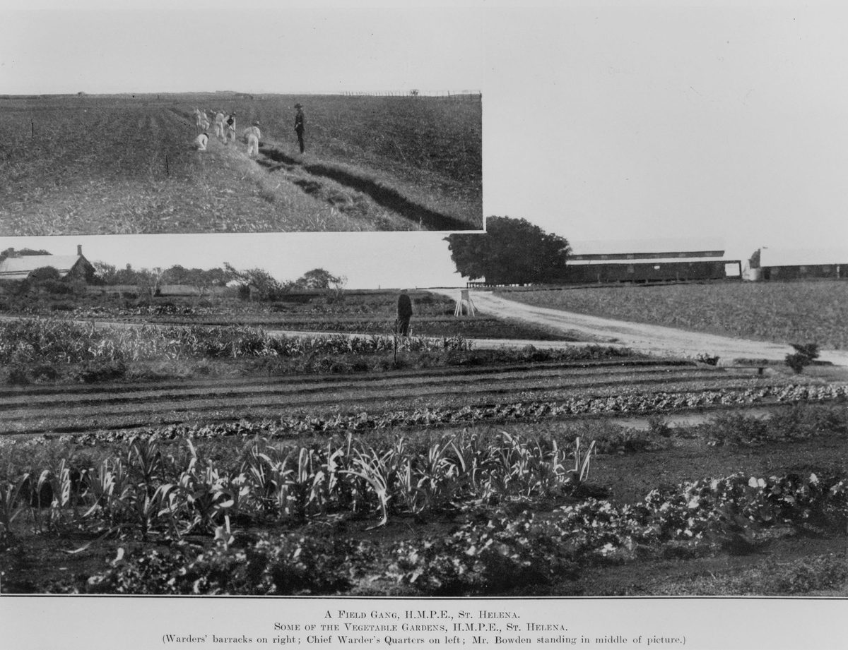 Field gang and vegetable gardens at St. Helena Island, 1913