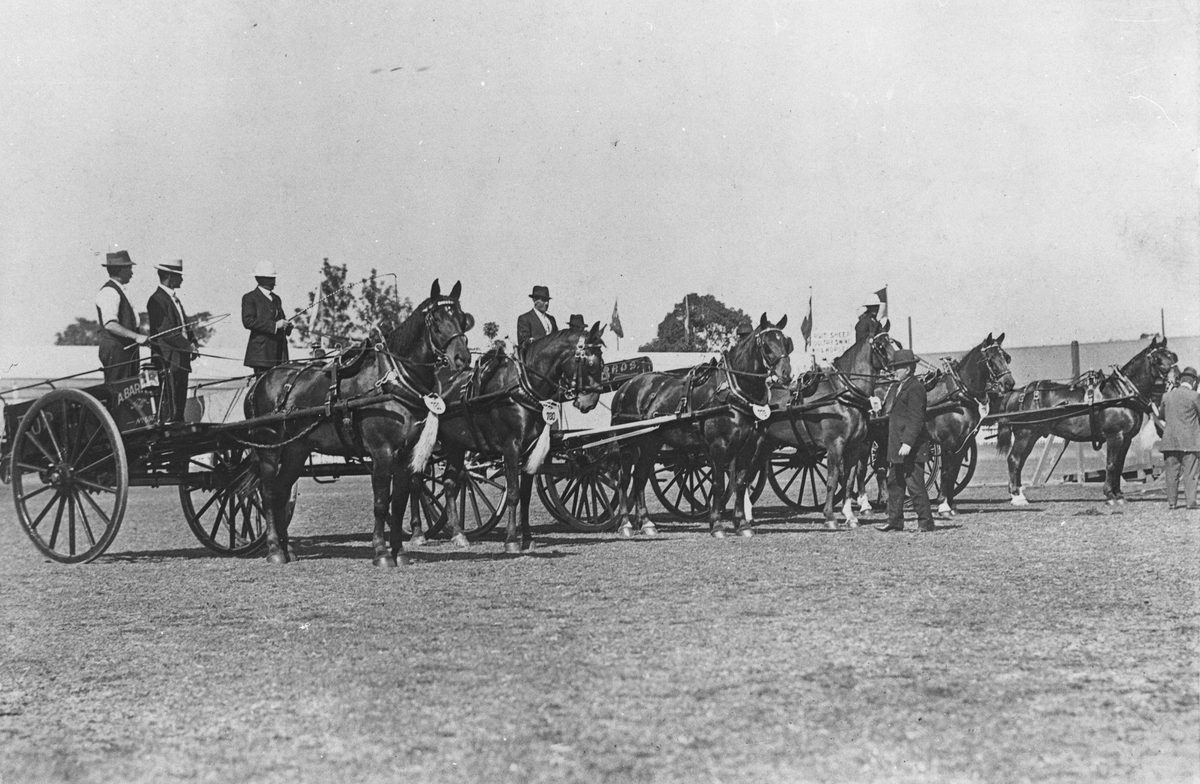 Horse drays and buggies at R.N.A. Exhibition, being judged.
