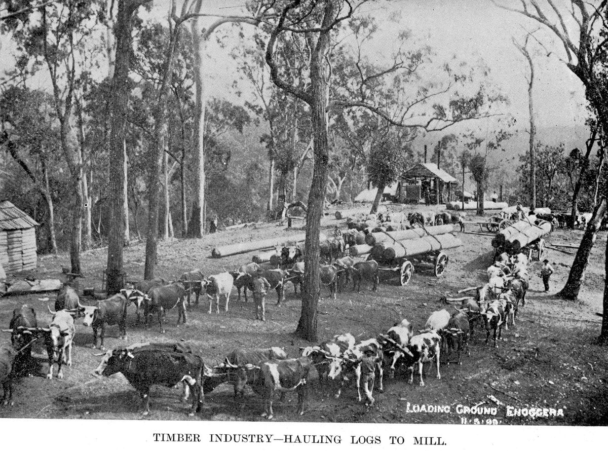 Cattle-teams hauling logs at Enoggera, Brisbane, 1893