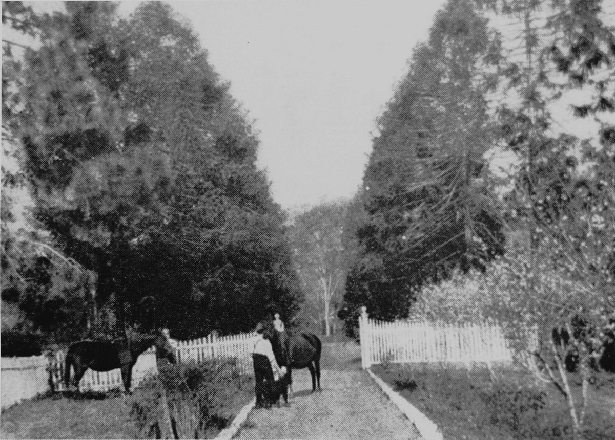 Horses at the gate of a residence in St. John's Wood, 1924