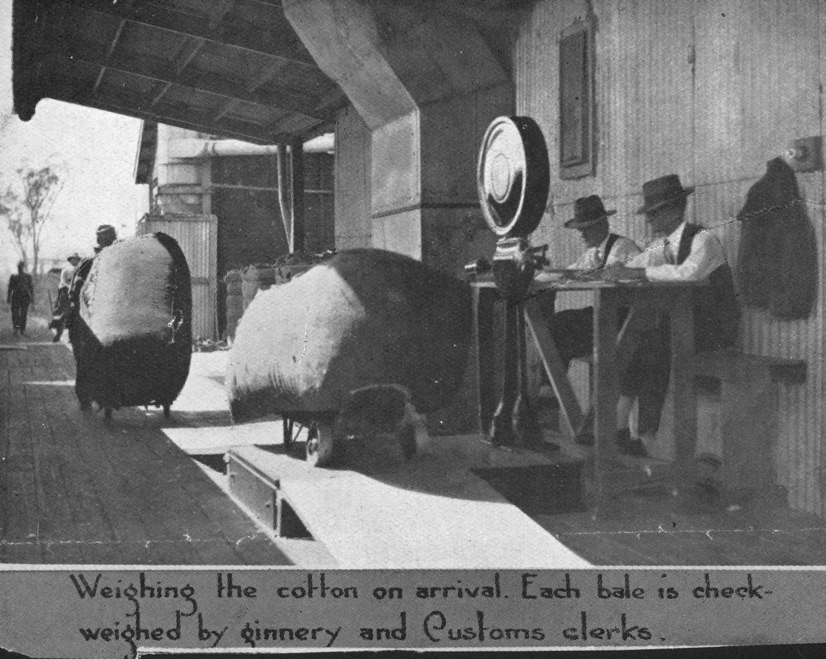 Weighing cotton bales at the Brisbane ginnery