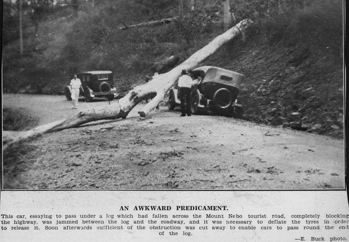 Fallen tree on Mount Nebo Road, Brisbane, 1933
