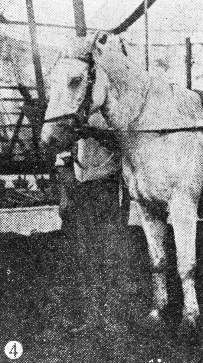 One of Philip Wirth's educated horses in Brisbane, 1903