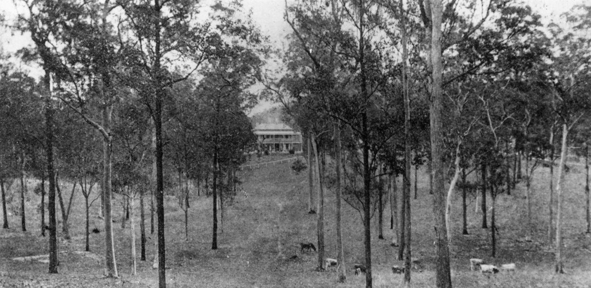 View to Glen Lyon past the grazing cattle and the trees, Ashgrove, 1931