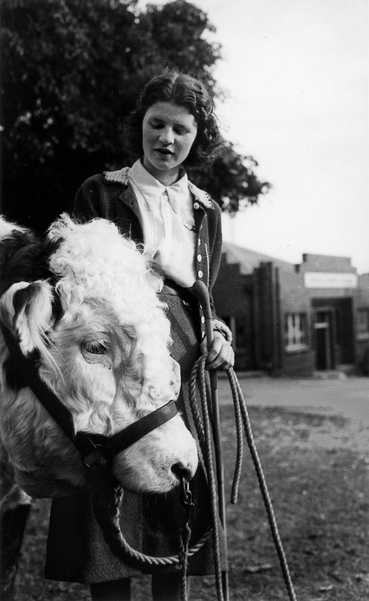 Joyce Dixon from Dalby is taking care of her father's prized Hereford, RNA Show, Brisbane, 1940