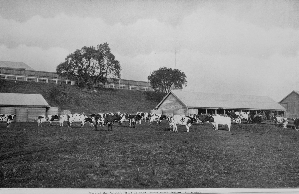 Part of the Ayrshire herd at the St. Helena Island penal settlement, 1912