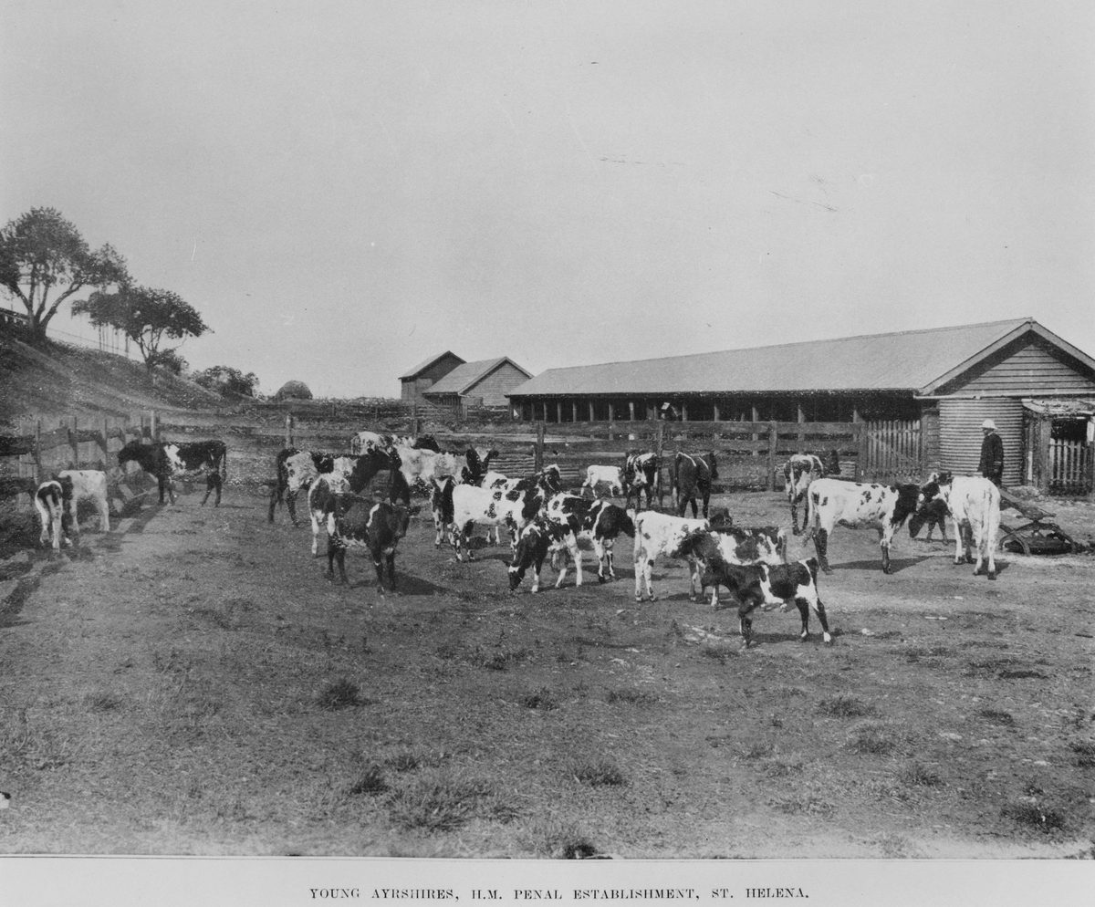 Ayrshire herd on St. Helena Island, 1910