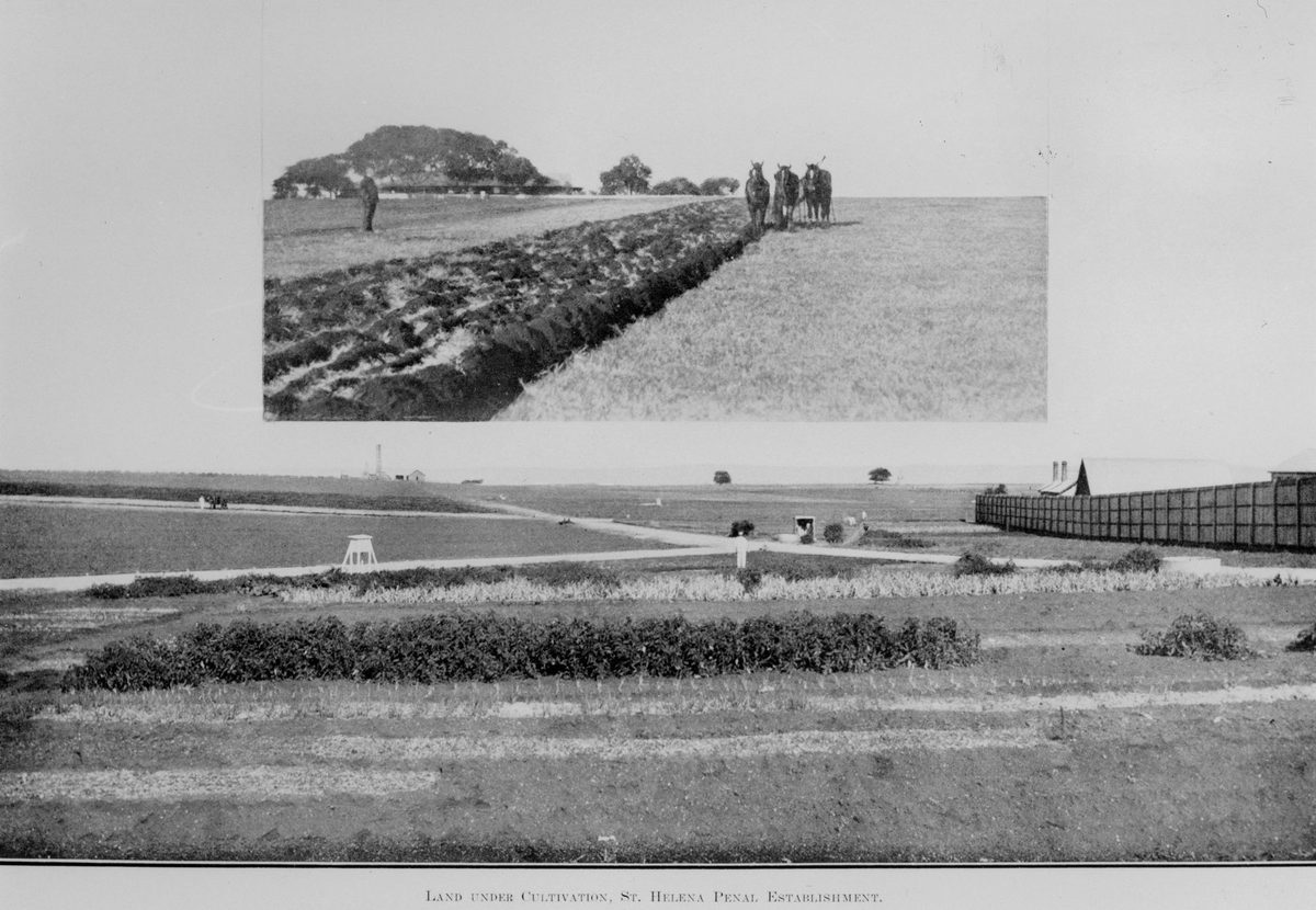 Cultivated land on St. Helena Island, 1914
