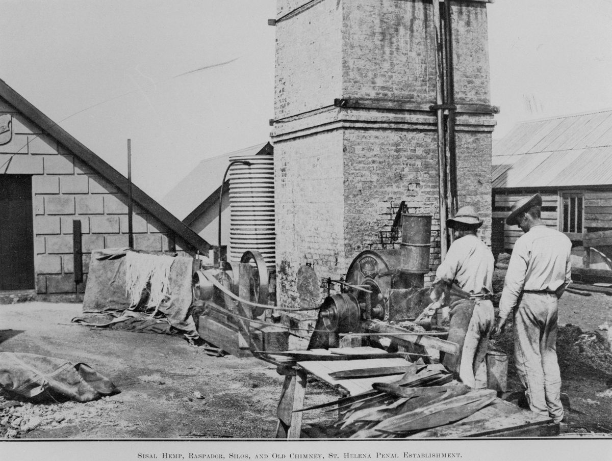 Prisoners working with sisal hemp and a raspador on the St. Helena penal establishment, 1914