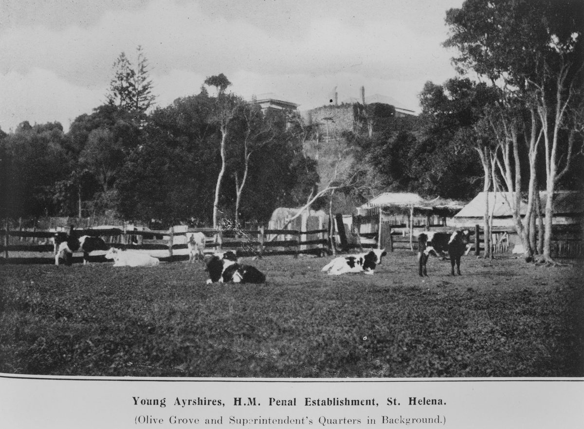 Ayrshire cattle at St. Helena Island penal settlement, 1912