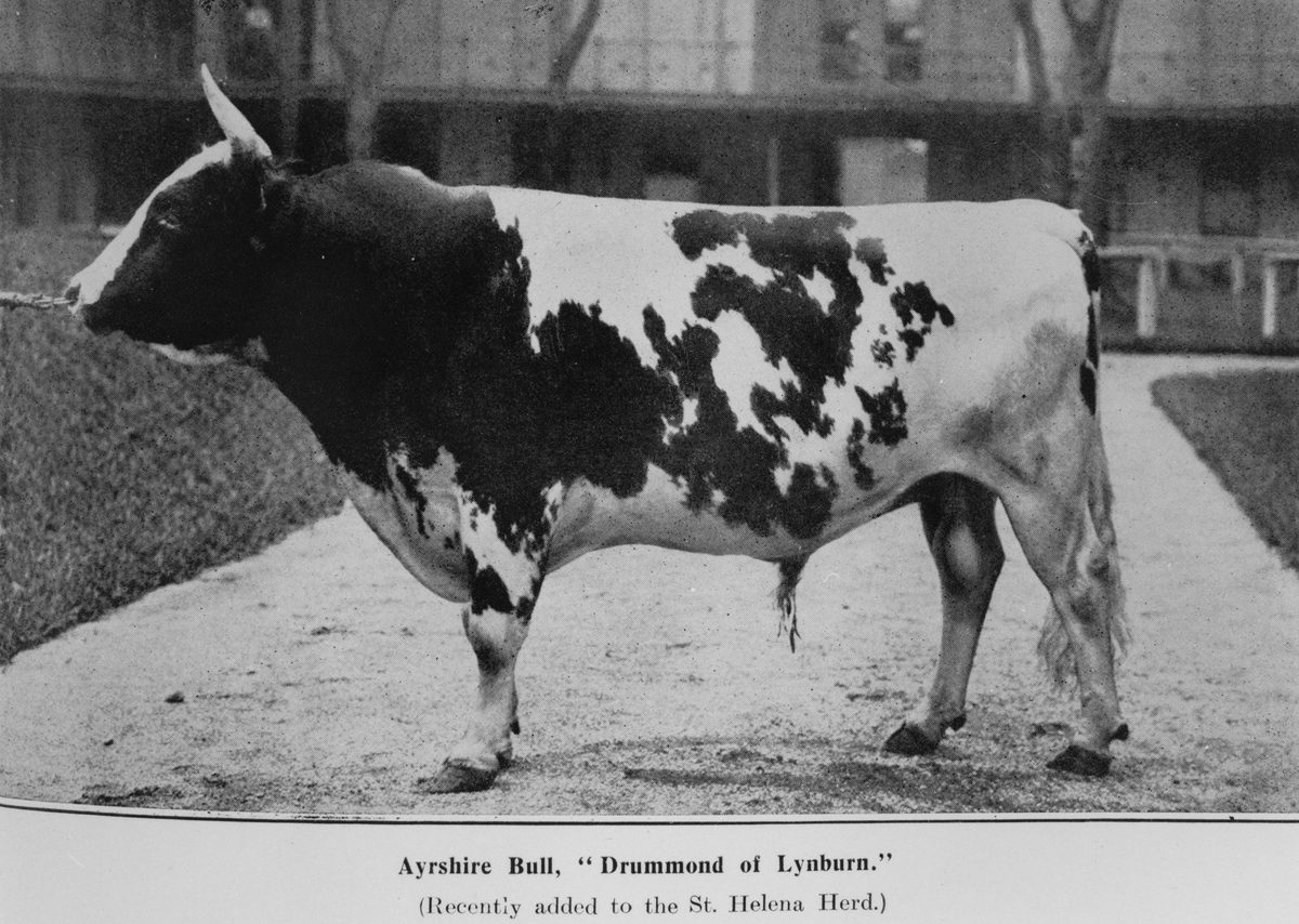 Ayrshire Bull, 'Drummond of Lynburn', St. Helena, 1912