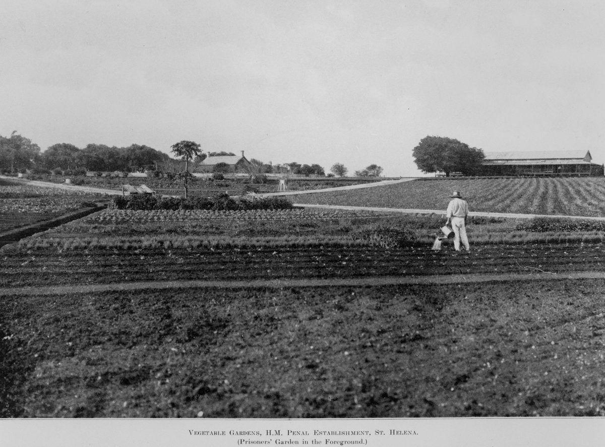 Vegetable gardens, H.M. Penal Establishment, St. Helena (Prisioners' garden in foreground), 1911