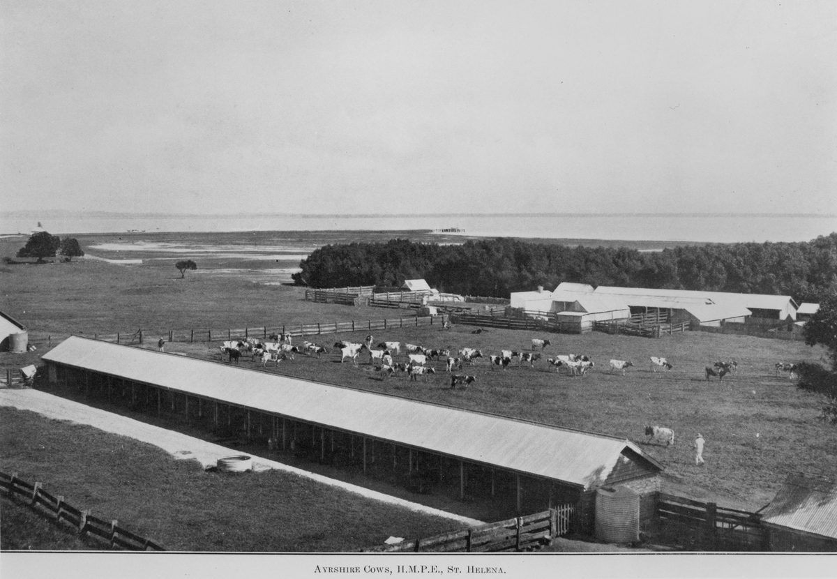 Ayrshire cows, H.M. Penal Establishment, St. Helena, 1913