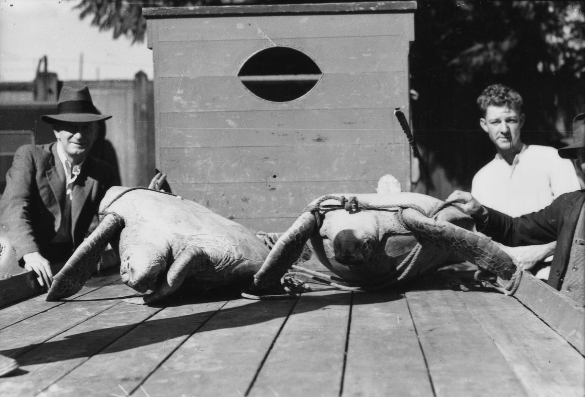 Sea turtles on the back of a truck, Brisbane, 1934