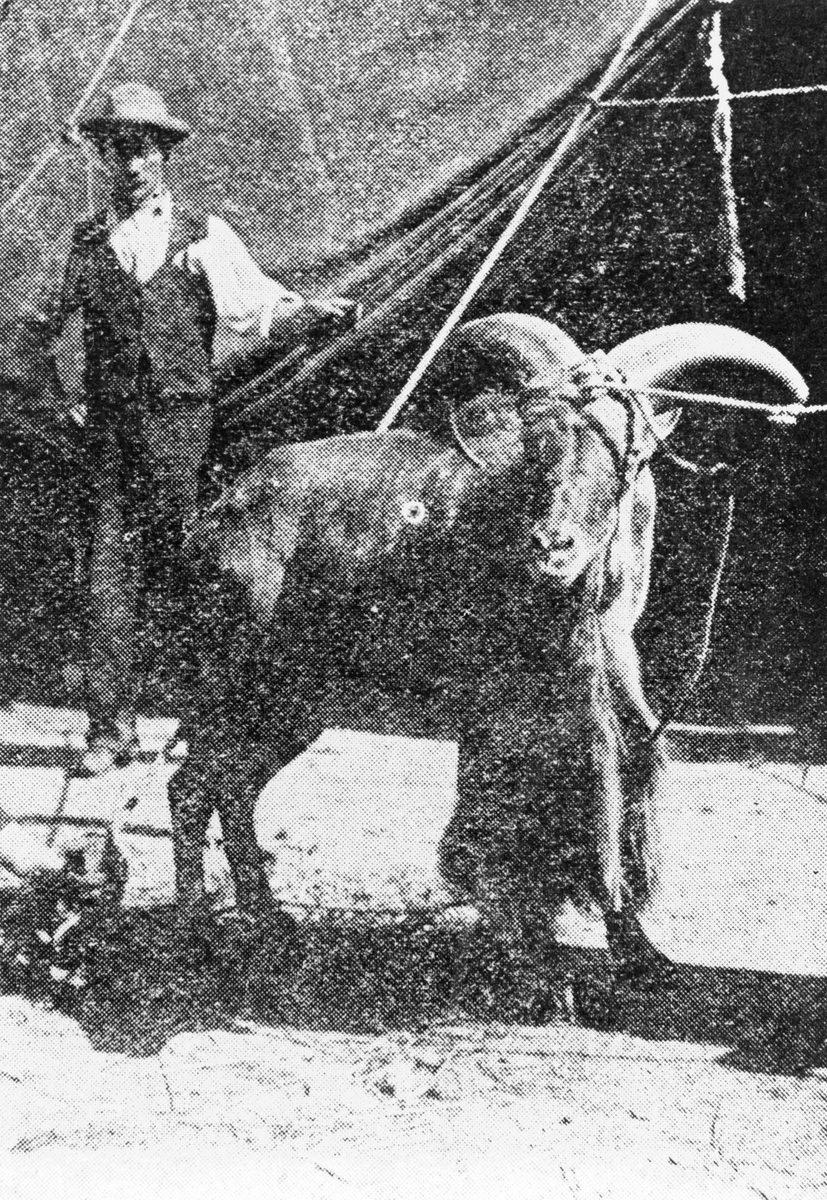 African wildebeest at Wirth's Circus, Brisbane, 1903