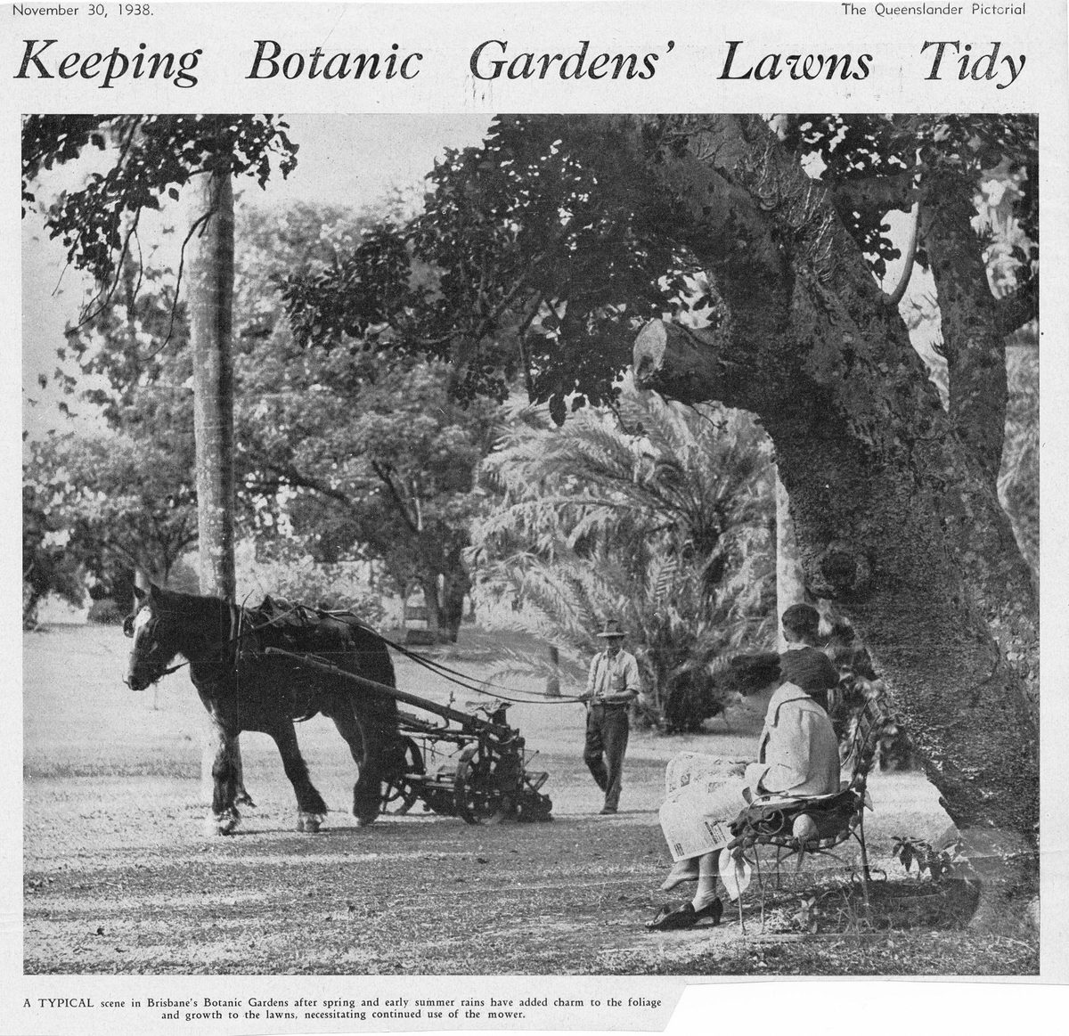 Keeping Botanic Gardens' lawn tidy, Gardens Point, Brisbane, 1938
