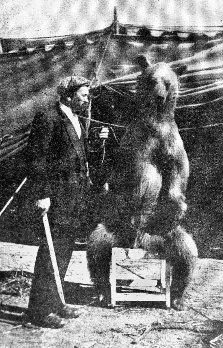 Circus bear sitting in the sun, Brisbane, 1903