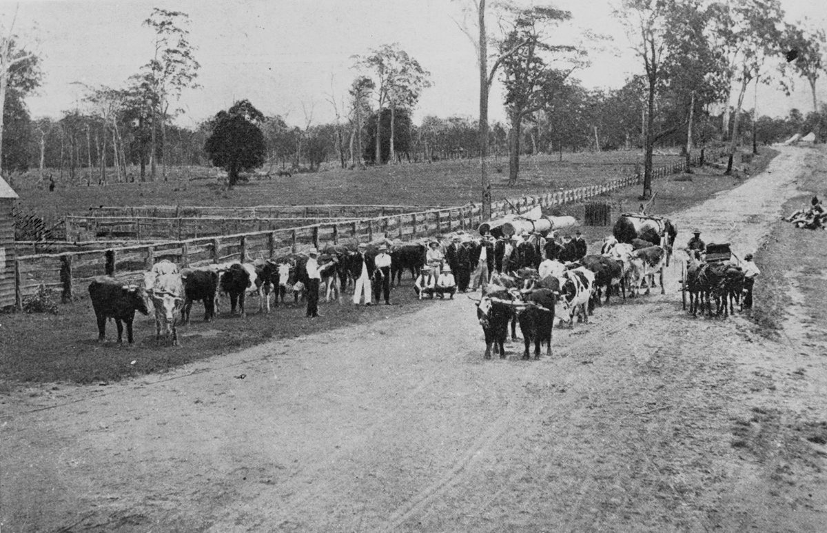 Sale of W. Litherland's bullock teams, 1907