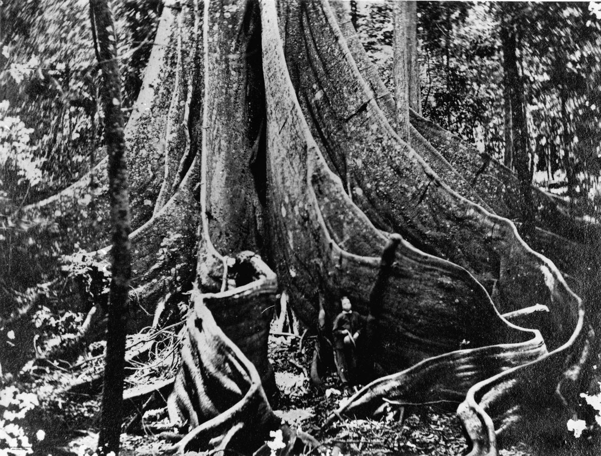 Person standing at the base of a large fig tree, Fig Tree Pocket, Brisbane, 1866